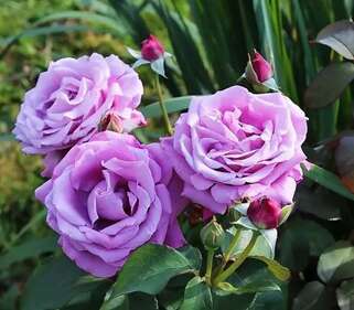 Роза чайно-гибридная Шарль де Голь
